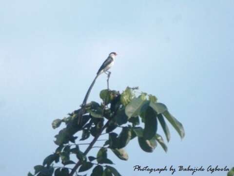 Image of Pin-tailed Whydah