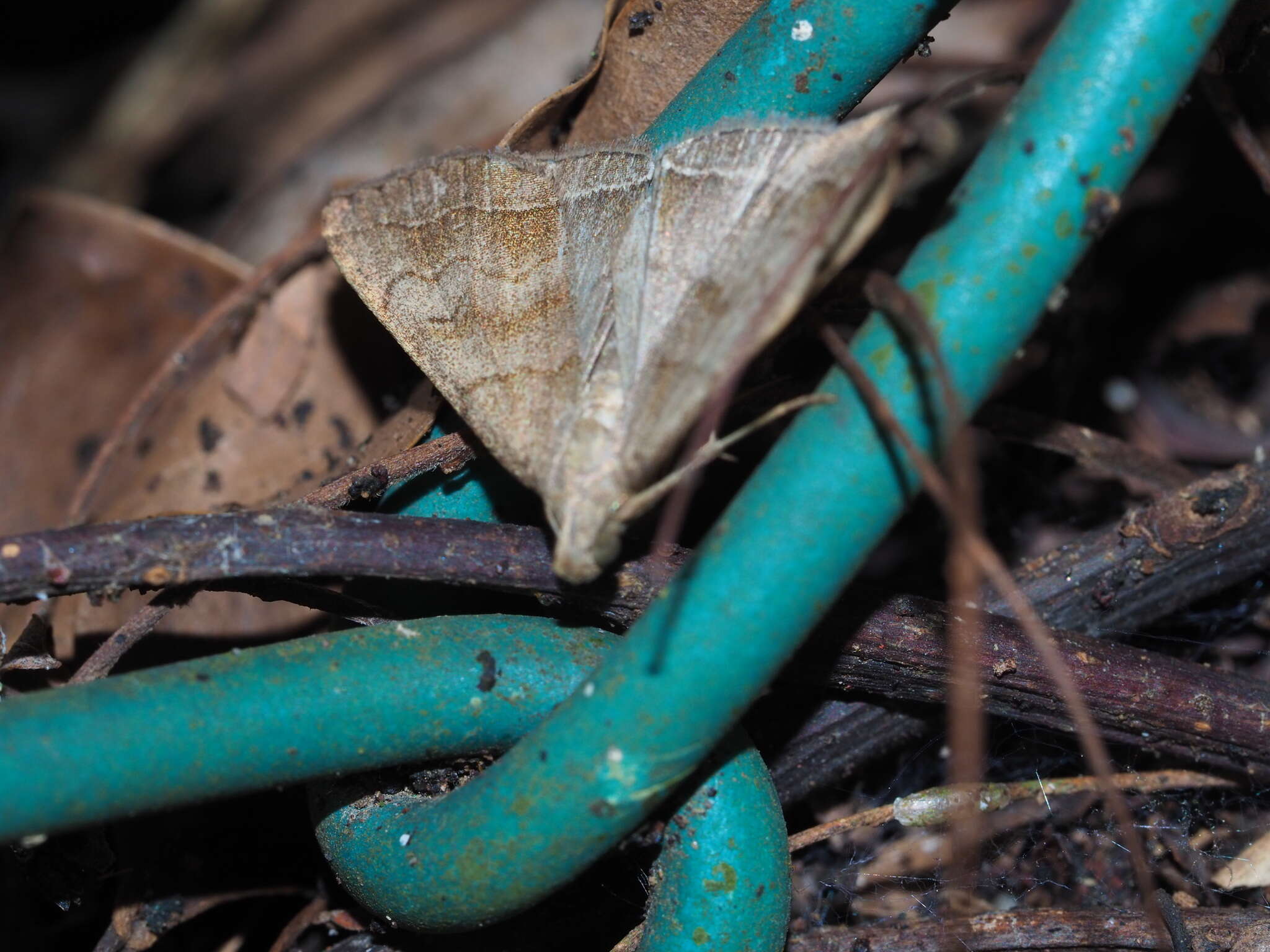 Image of Polypogon vermiculata (Leech 1900)