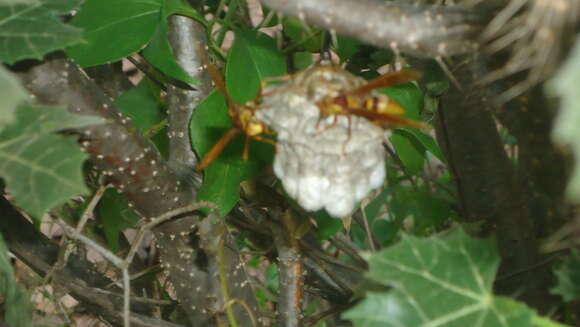 Image of Wasp