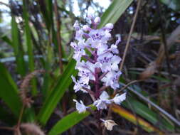 Cynorkis squamosa (Poir.) Lindl.的圖片