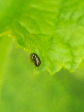 Diachus auratus (Fabricius 1801) resmi