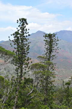 Image of bernier columnar araucaria