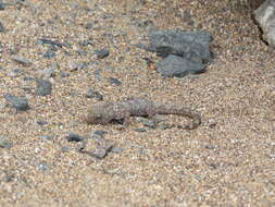 Image of South American Leaf-toed Gecko