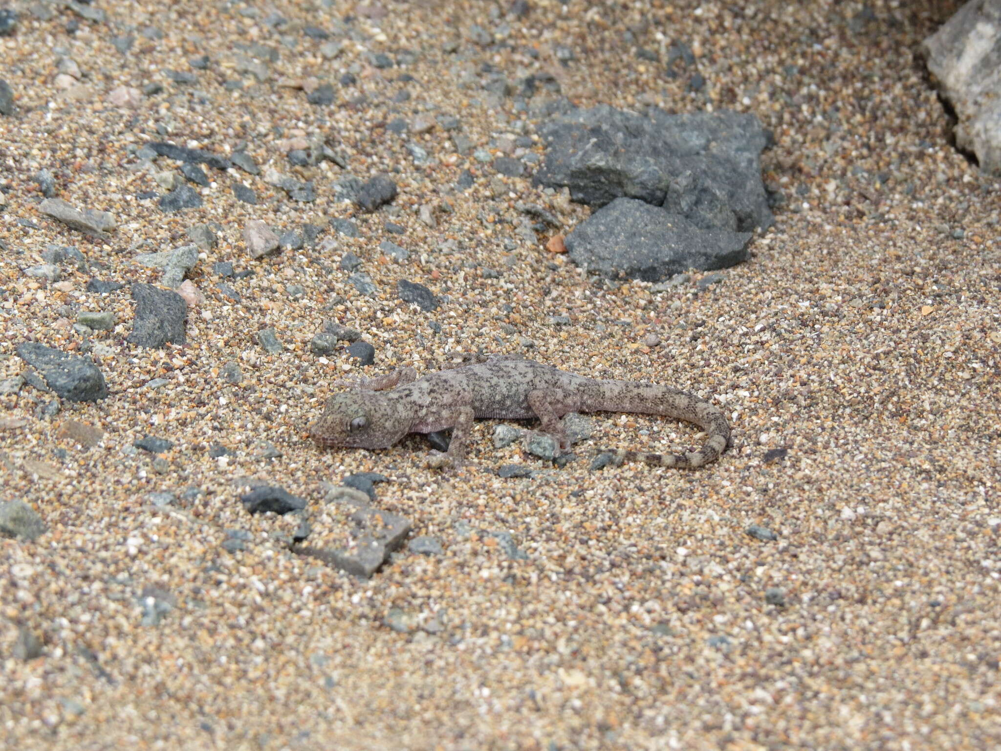 Image of South American Leaf-toed Gecko