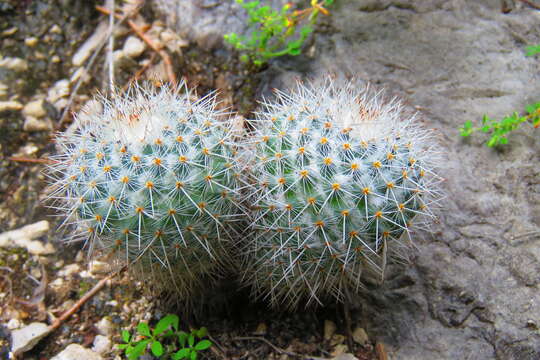 Image of Mammillaria flavicentra Backeb. ex Mottram