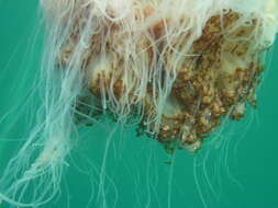 Image of lion’s mane