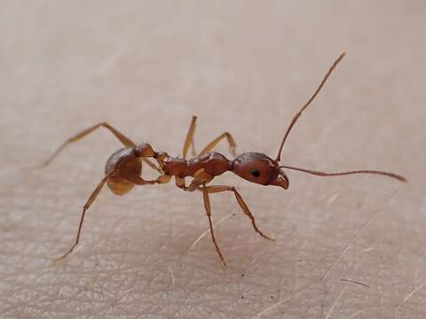 Image of Aphaenogaster flemingi Smith 1928