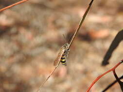 Image of Radumeris tasmaniensis (Saussure 1854)