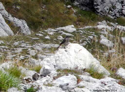 Image of Black Redstart