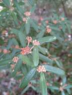 Image of Phebalium squamulosum subsp. argenteum Paul G. Wilson