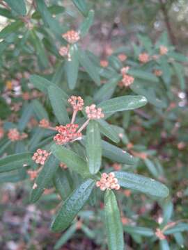 Image of Phebalium squamulosum subsp. argenteum Paul G. Wilson