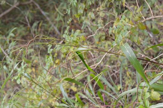 صورة Tripsacum jalapense De Wet & Brink