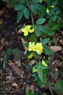 Image of Japanese jasmine