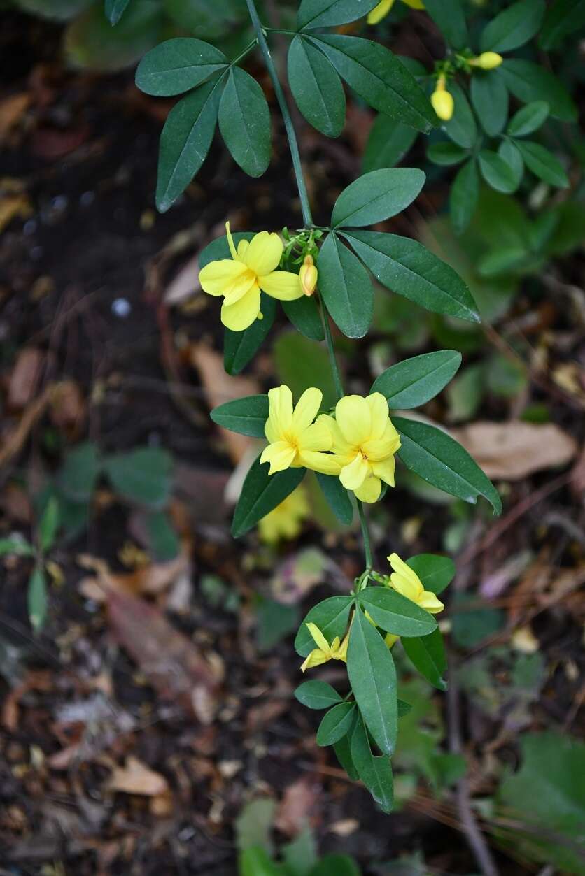 Image of Japanese jasmine