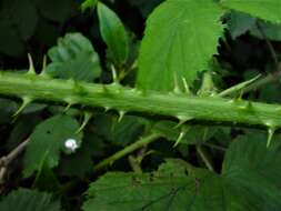 Image of Rubus dentatifolius (Briggs) W. C. R. Watson