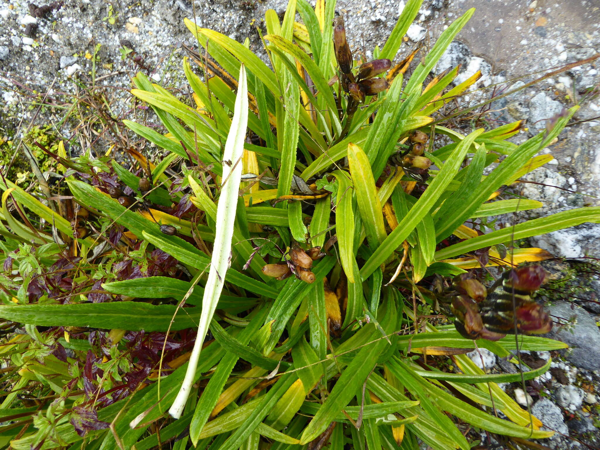 Image of Primula megalocarpa H. Hara