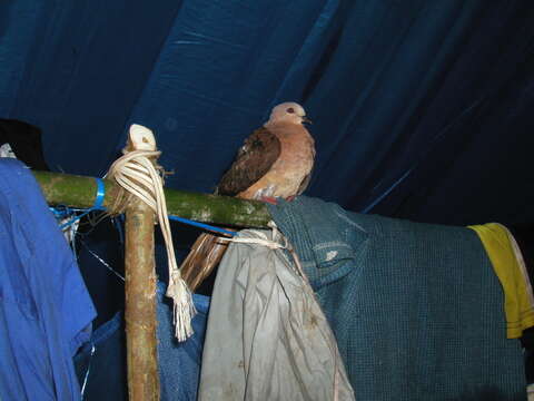 Image of Amboyna Cuckoo-Dove