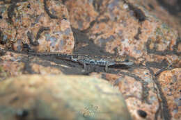 Image of Sardinian Brook Salamander