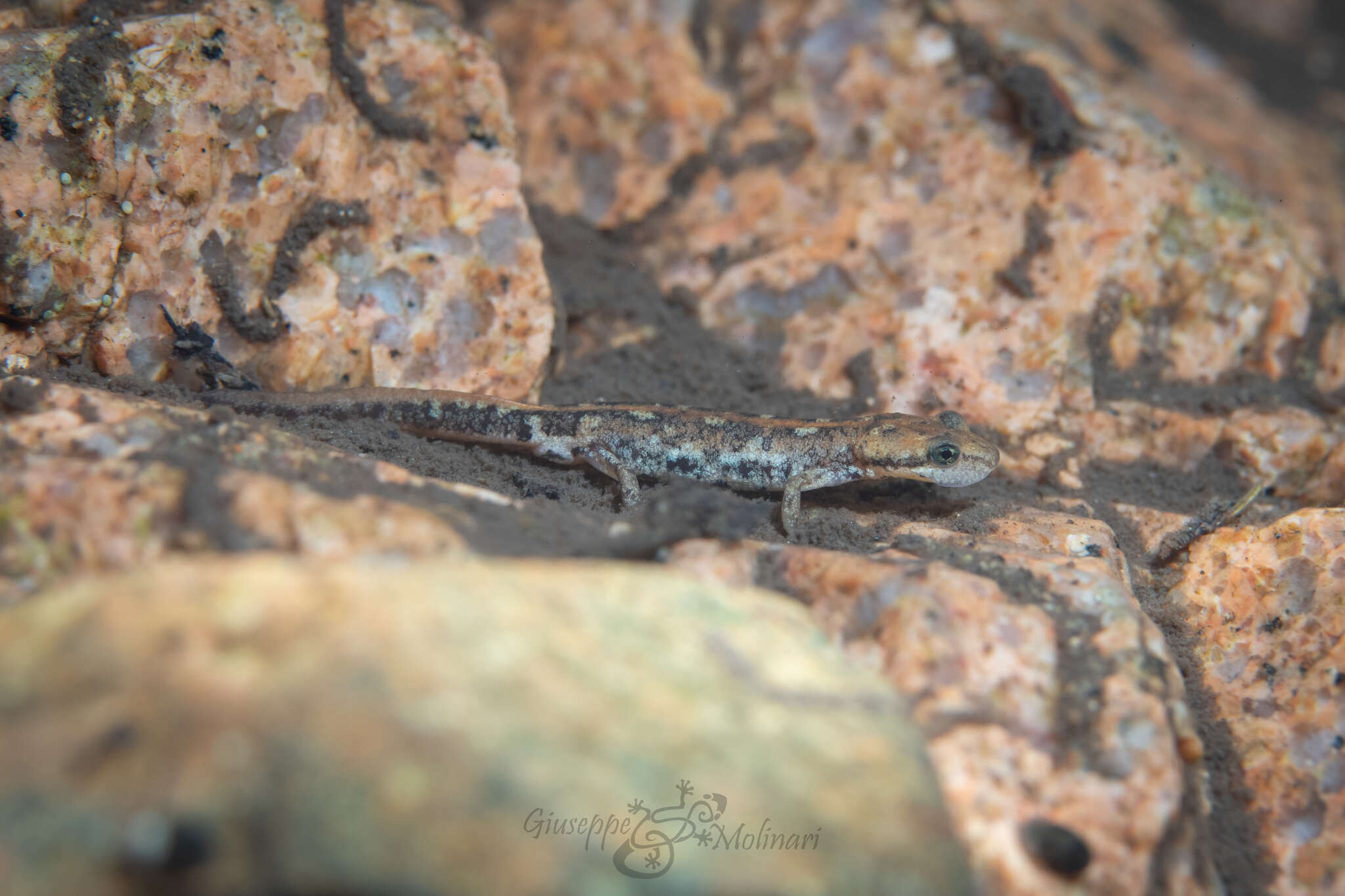 Image of Sardinian Brook Salamander