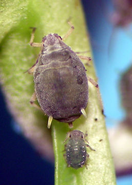 Image of <i>Aphis</i> (<i>Bursaphis</i>) <i>varians</i>