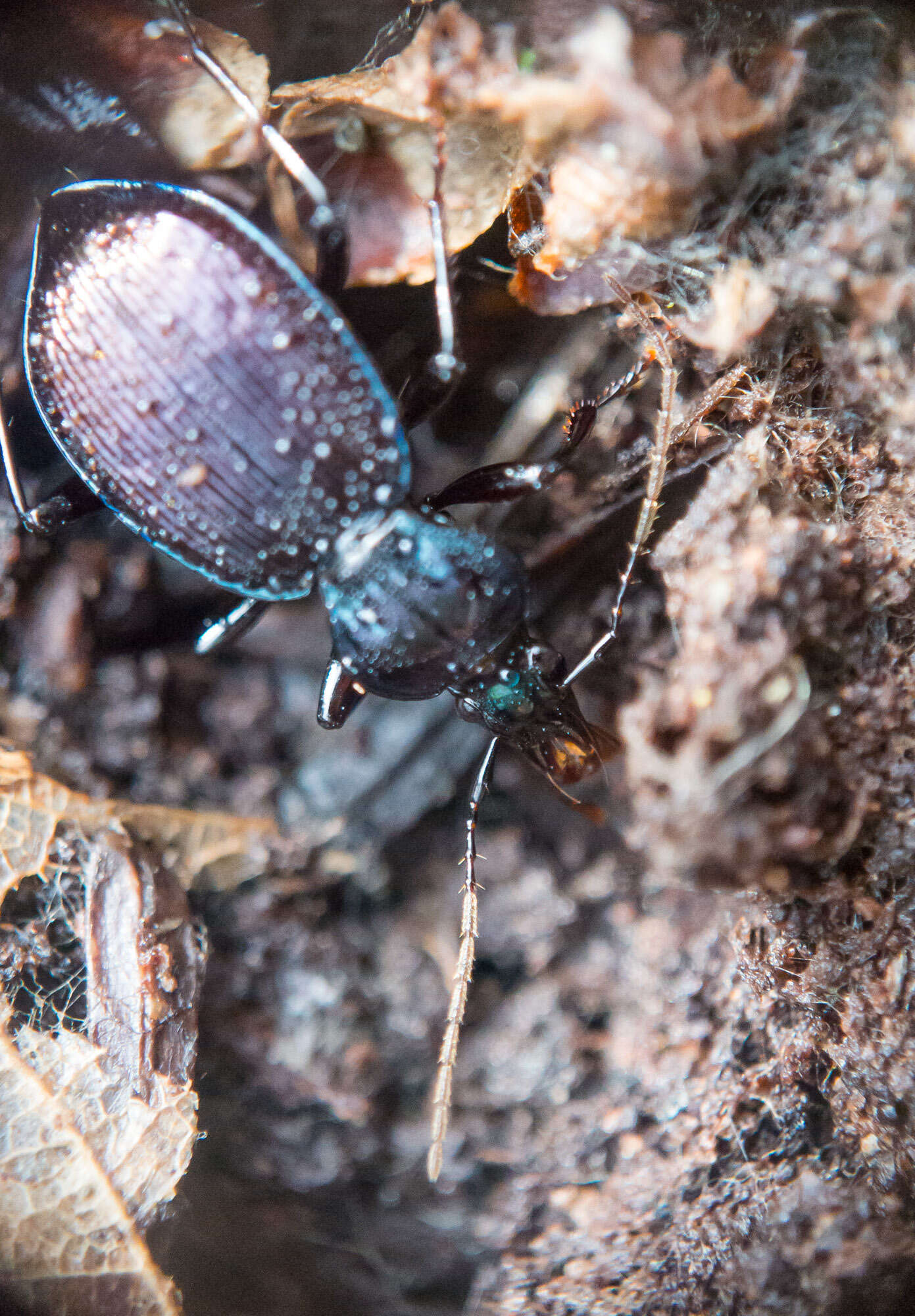 Imagem de Sphaeroderus canadensis Chaudoir 1861