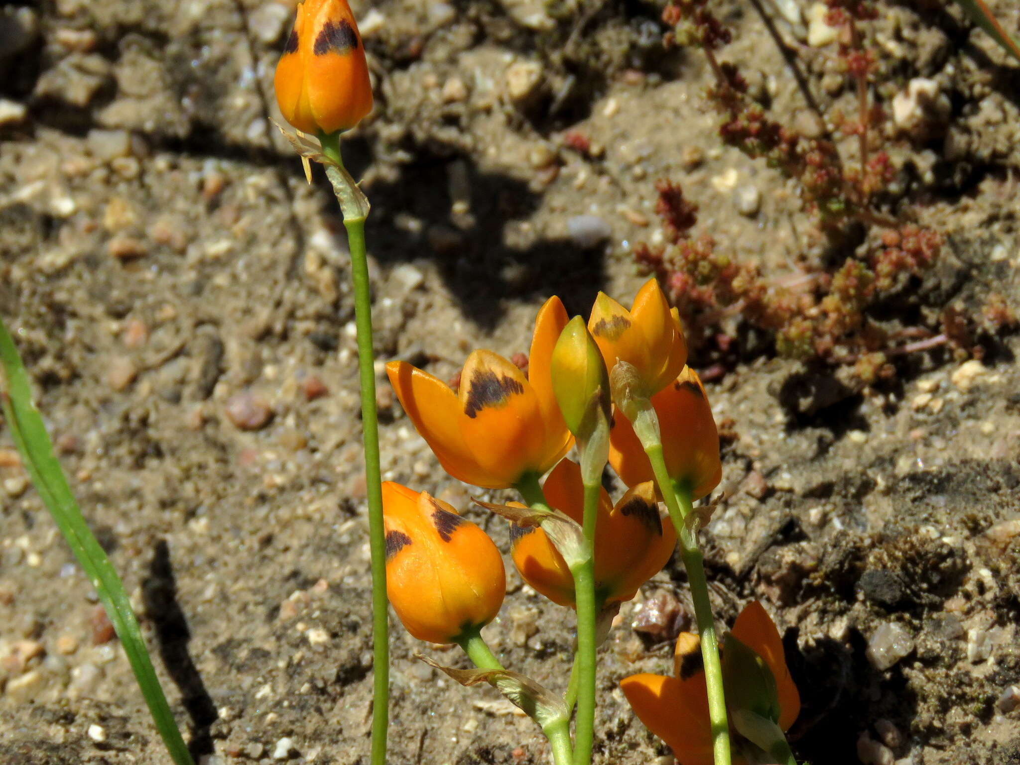 Image de Ornithogalum maculatum Jacq.