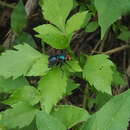 Silbomyia cyanea (Matsumura 1916) resmi