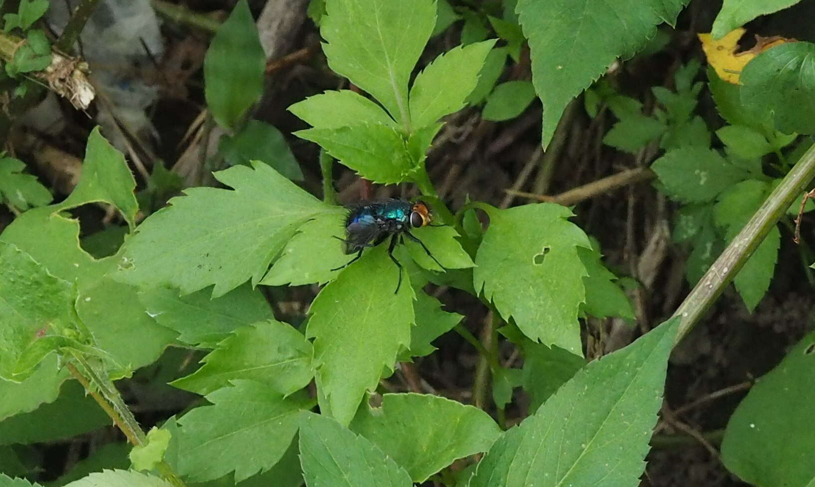 Image of Silbomyia cyanea (Matsumura 1916)