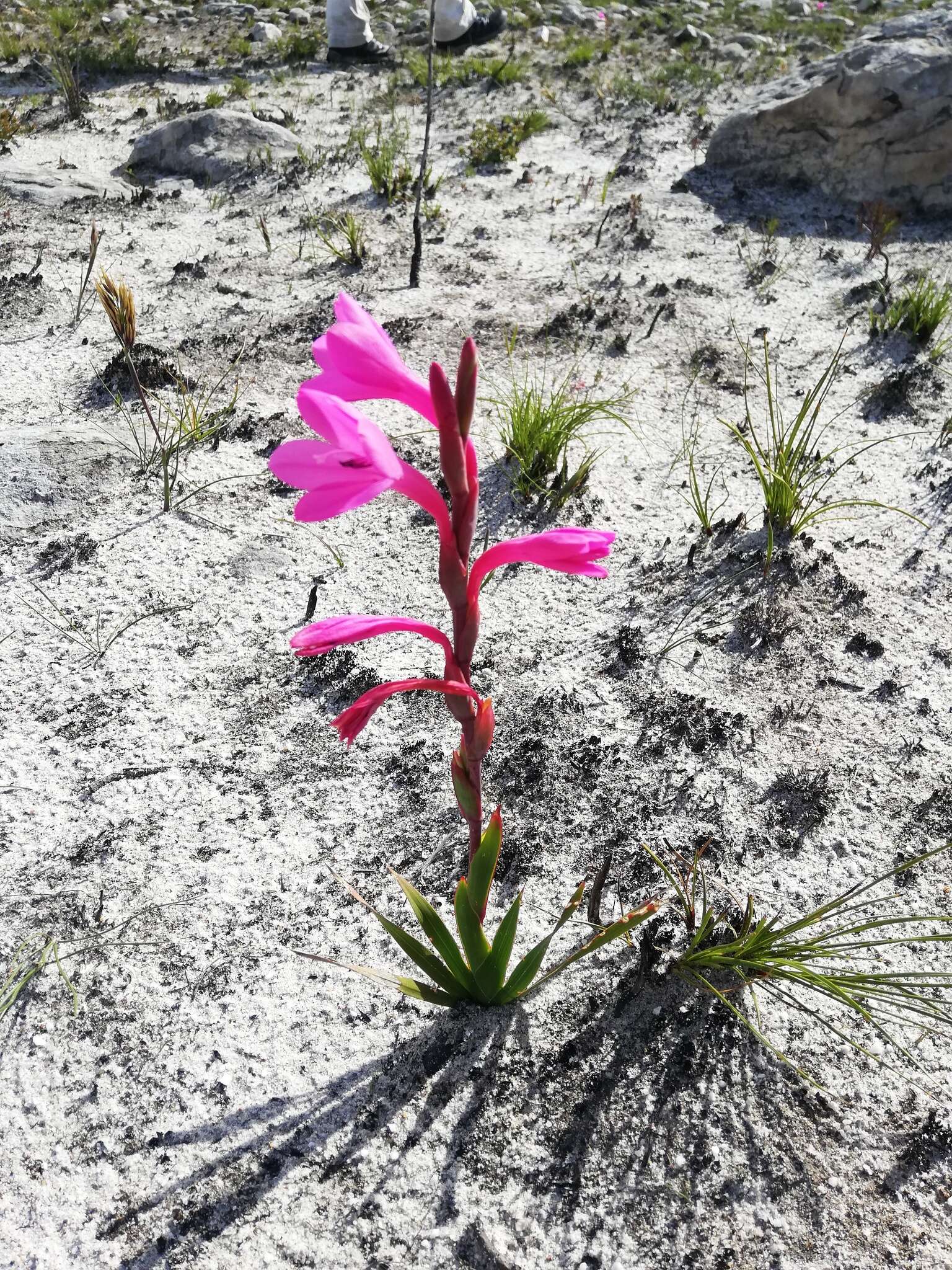 Imagem de Watsonia coccinea (Herb. ex Baker) Baker