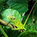 Image of Werner's Bush Anole