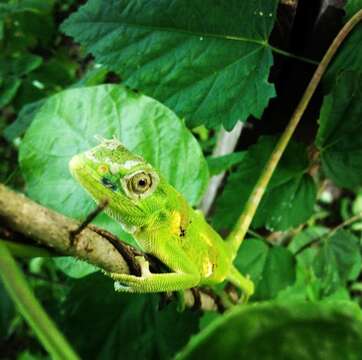 Image of Werner's Bush Anole