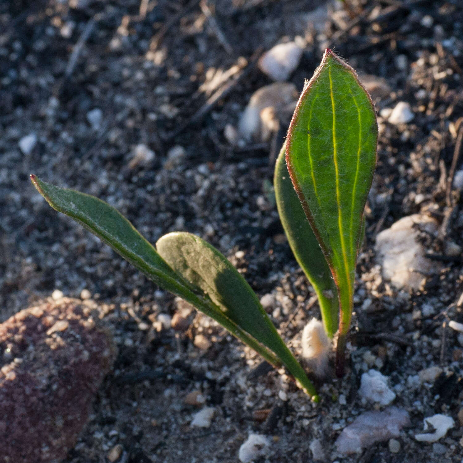 Mairia coriacea Bolus的圖片