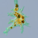 Image of <i>Amoeba proteus</i>