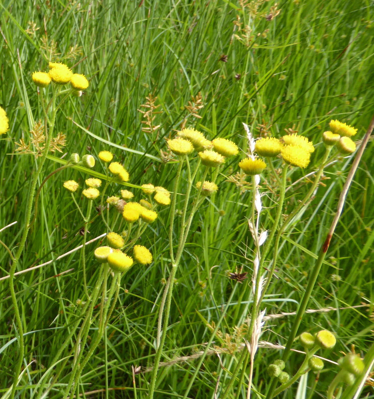 Plancia ëd Nidorella pinnata (L. fil.) J. C. Manning & Goldblatt