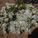 Imagem de Drosanthemum albens L. Bol.