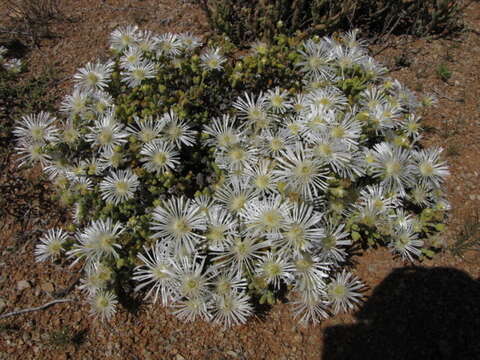 Image of Drosanthemum albens L. Bol.