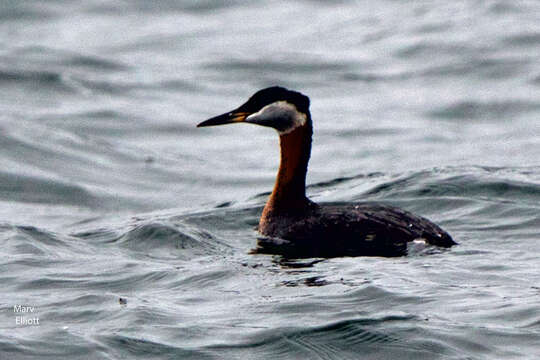 Image of Red-necked Grebe