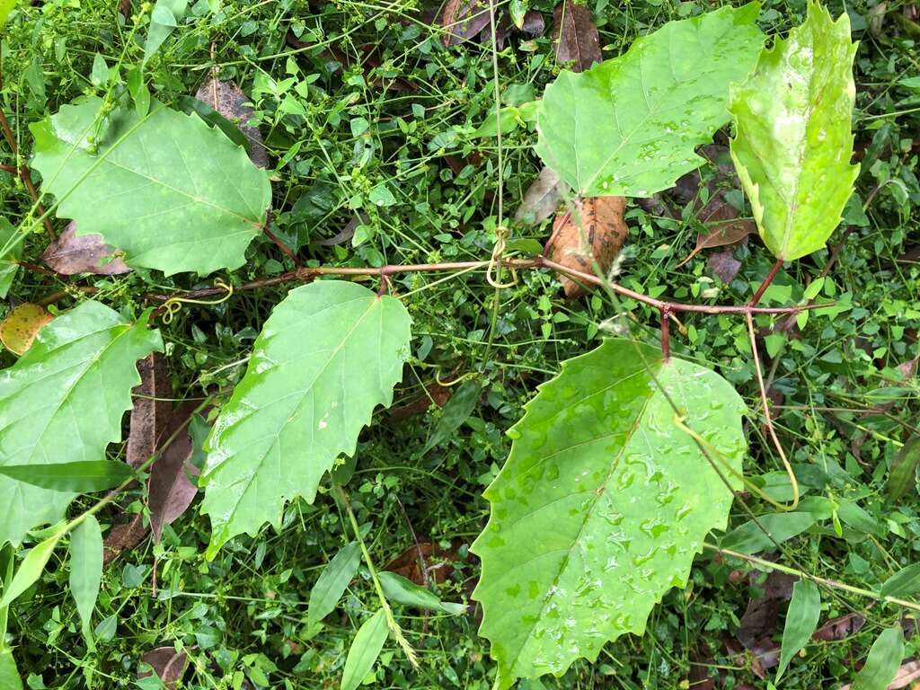 Image of kangaroo vine