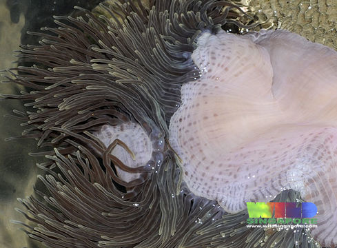 Image of Bulb-Tip Anemone