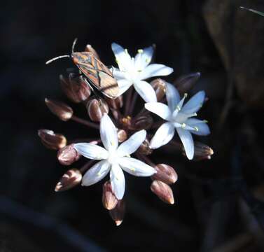 Image of Fusifilum depressum (Baker) U. Müll.-Doblies, J. S. Tang & D. Müll.-Doblies