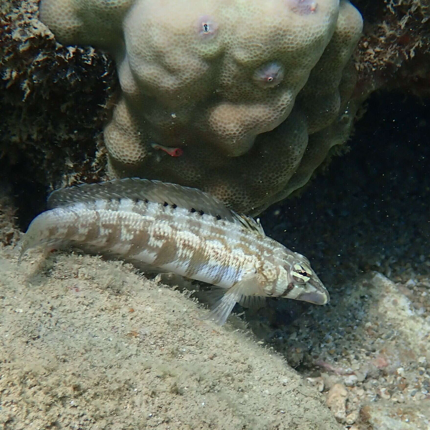 Image of Southern sharpnose sandperch