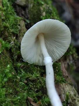 Plancia ëd Leucoagaricus sericifer (Locq.) Vellinga 2000