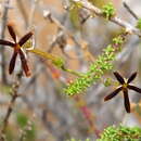 Image of Jamesbrittenia atropurpurea subsp. atropurpurea