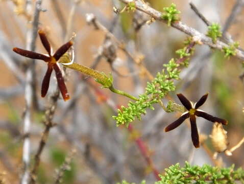 Image de Jamesbrittenia atropurpurea subsp. atropurpurea