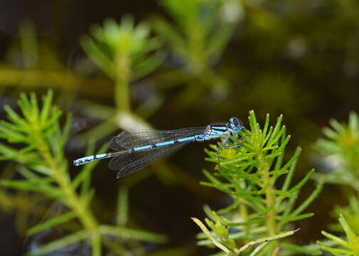 Image of Austrocoenagrion Kennedy 1920