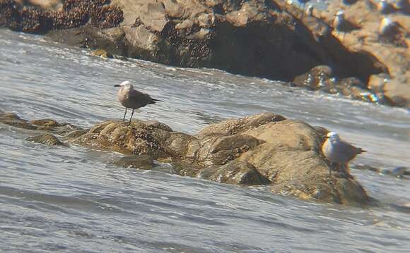 Image of Grey Gull