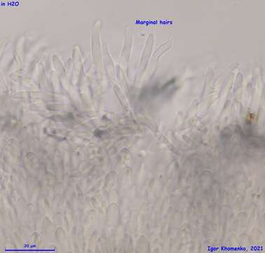 Слика од Psilachnum inquilinum (P. Karst.) Dennis 1962