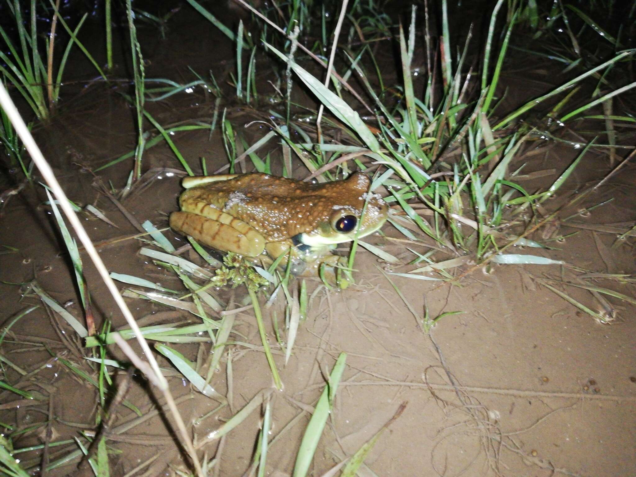 Imagem de Trachycephalus cunauaru Gordo, Toledo, Suárez, Kawashita-Ribeiro, Ávila, Morais & Nunes 2013