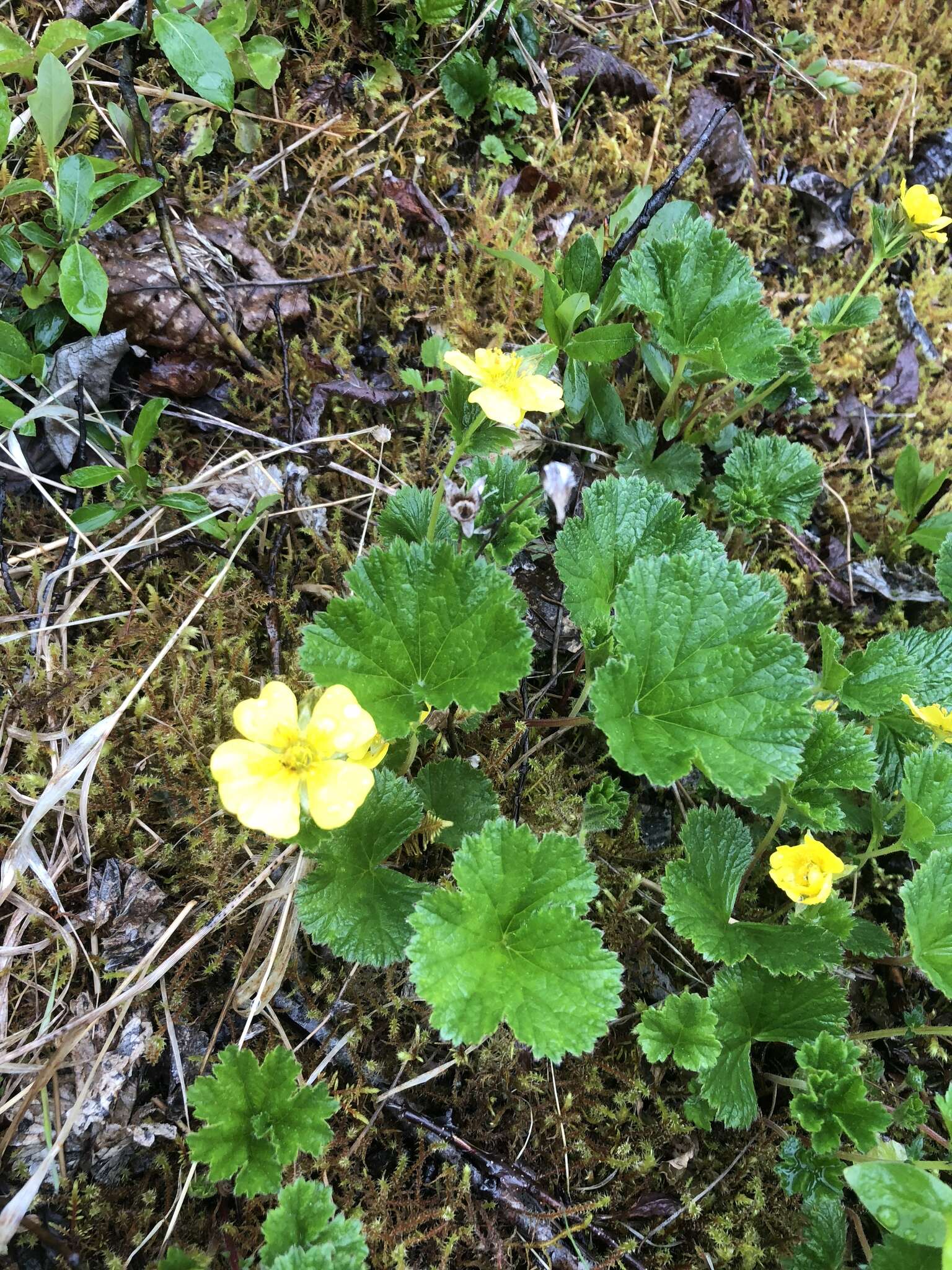 Image of Caltha-Leaf Avens