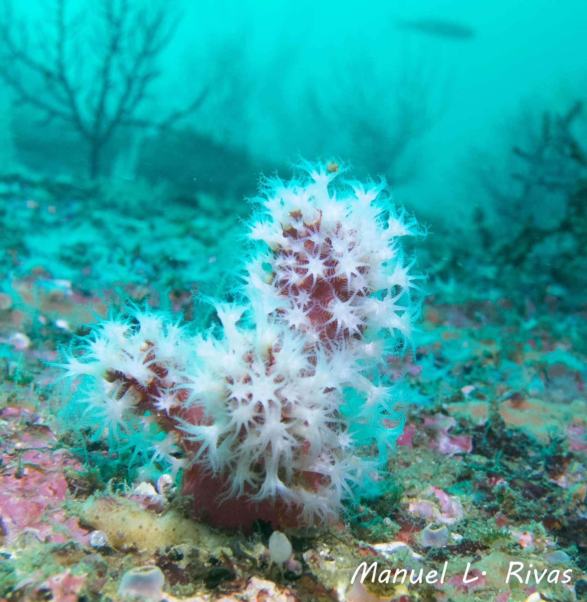 Imagem de Alcyonium glomeratum (Hassall 1843)